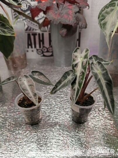 Алоказия бамбино