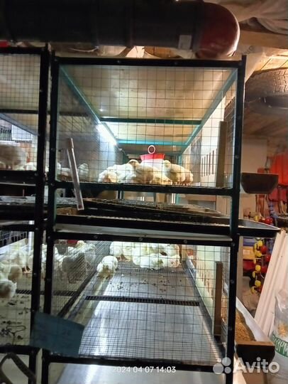 Клетки для бройлеров