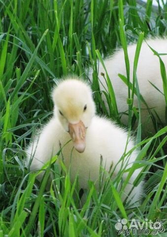 Гусята