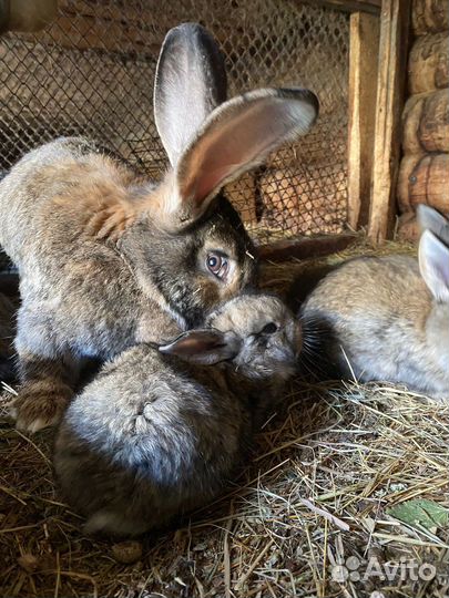 Продам кроликов