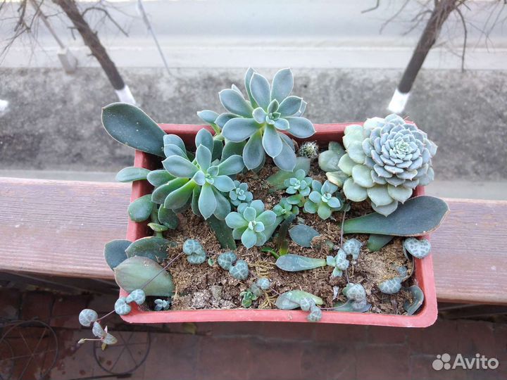 Комнатные растения, цветы