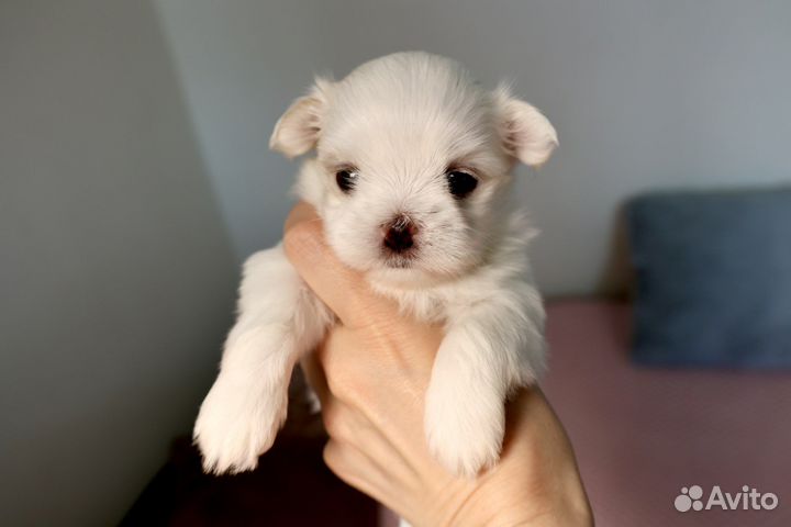 Щенки мальтезе РКФ