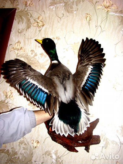 Чучела птиц, животных из охот. трофеев изготовим