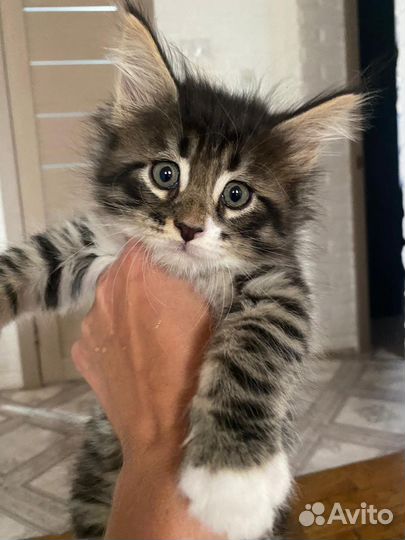 Котята мейн-кун