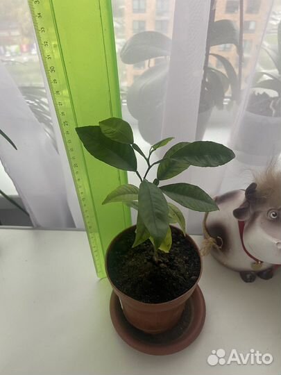 Кактус, лимон и другие домашние цветы