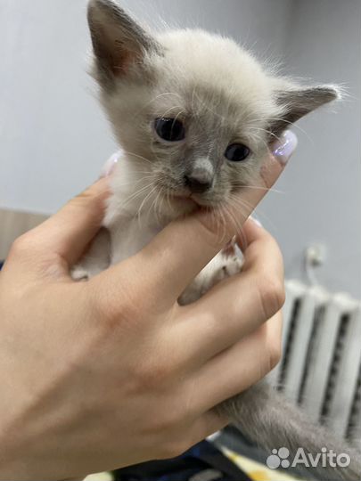 Котята в добрые руки бесплатно