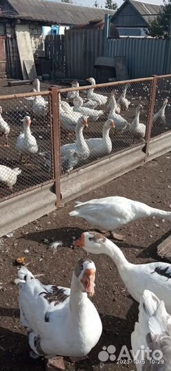 Продажа гусей на племя