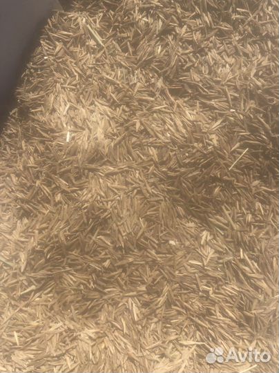 Семена костра