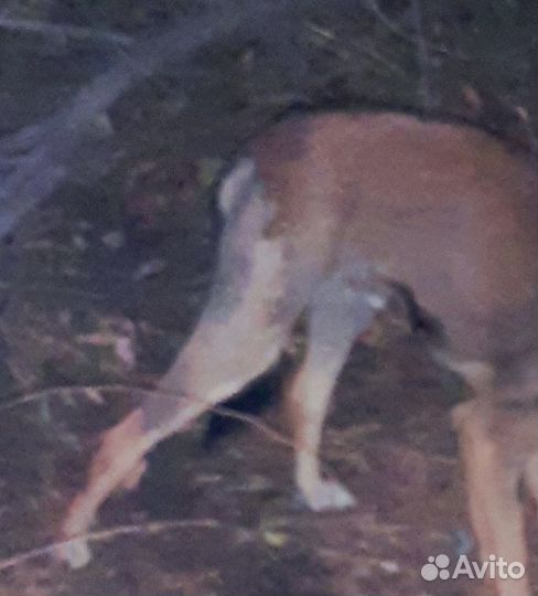 Нашлась собака