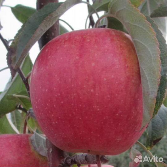 Хорошие саженцы