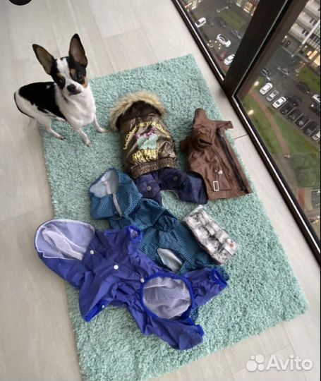 Одежда для собак