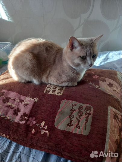 Кот в добрые руки