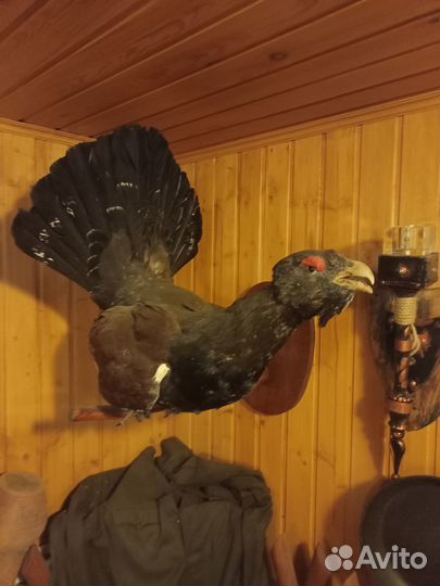 Чучело глухая