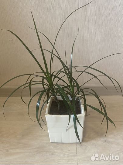 Пальма драцена