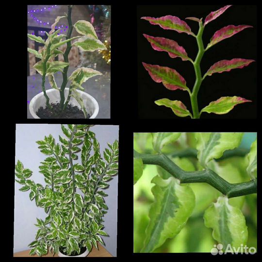 Педилантус