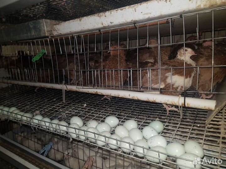 Перепела Селадон (Целадон) + инкубационные яйца