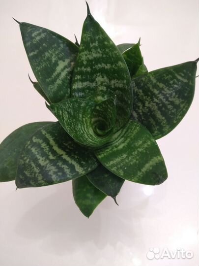 Сансевиерия ханни Сильвер крем и другие