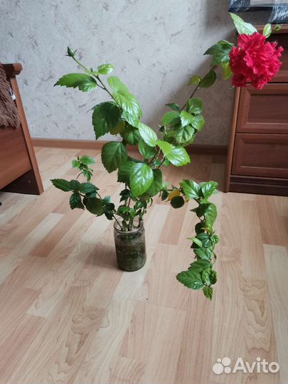 Гибискус. Цена за все