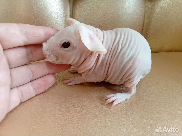 Морская свинка скинни