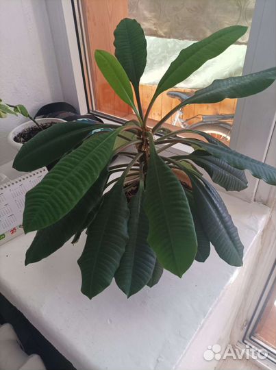 Молочай беложильчатый