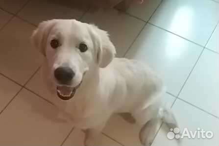 Домашняя гостиница для собак