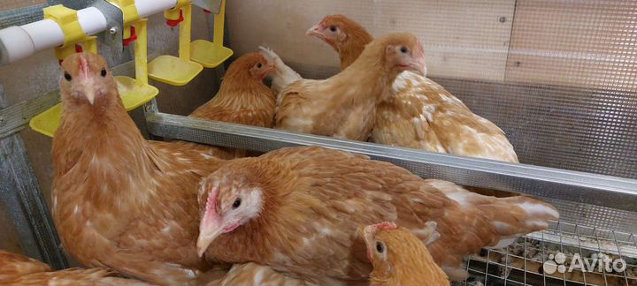 Куры молодки