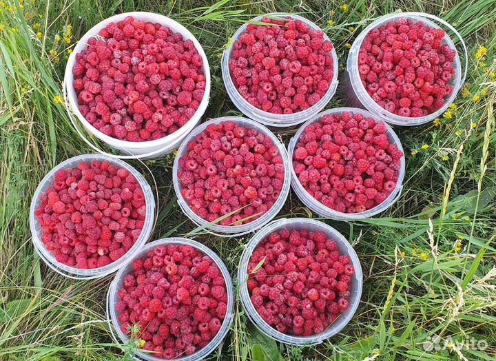 Варенье: Малиновое