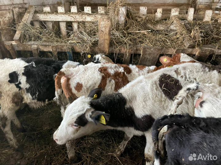 Телята бычки