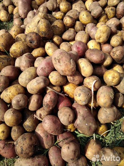 Картофель деревенский на еду. Доставка