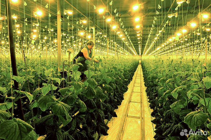 Сбор урожая / Вахта г.Бобров