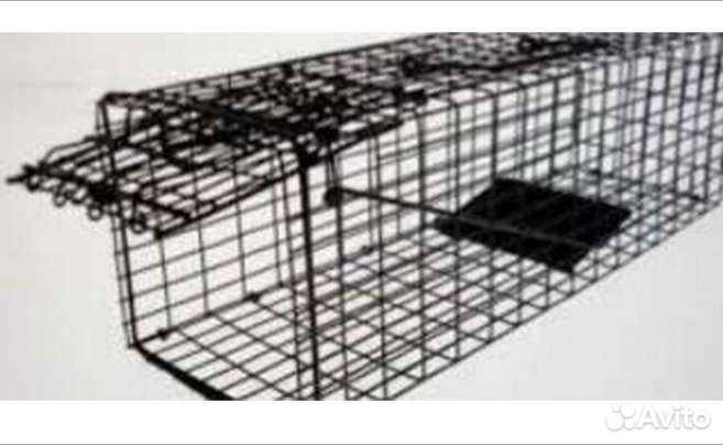 Аренда кошколовки