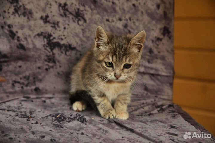 Котёнок 2.5 мес в дар