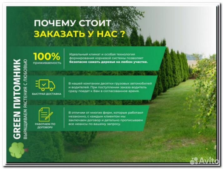 Туи в ассортименте:Брабант,Смарагд,Колумна