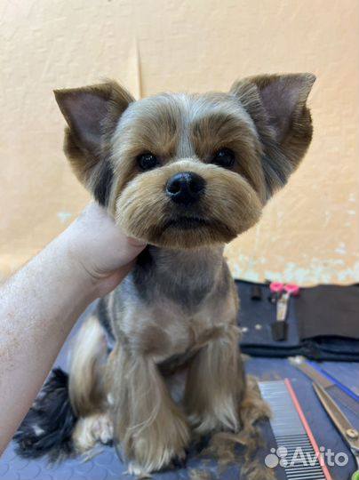 Груминг, стрижка собак и кошек