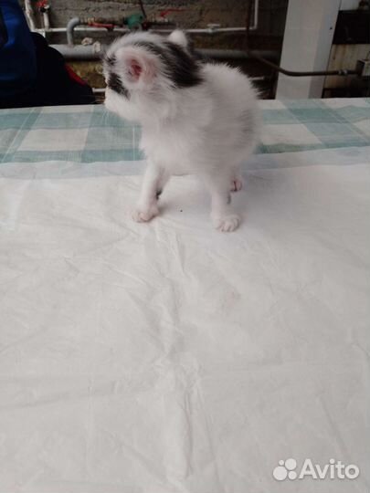 Котята в добрые руки бесплатно