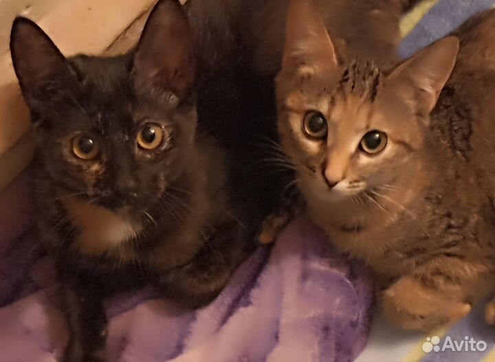 Котята девочки