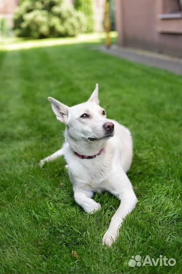 Собака в добрые руки