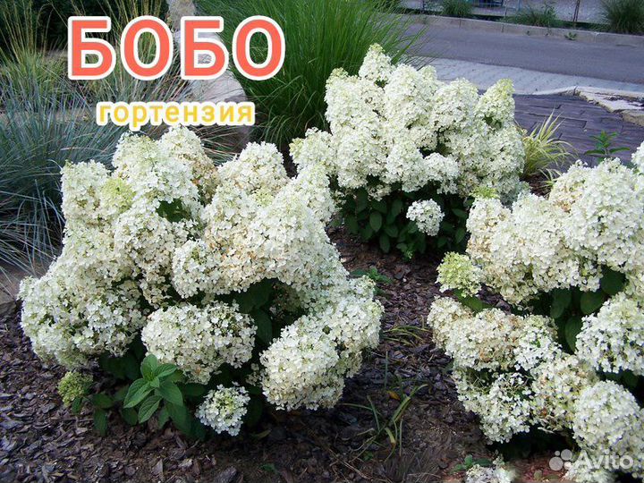 Бо-бо метельчатая гортензия
