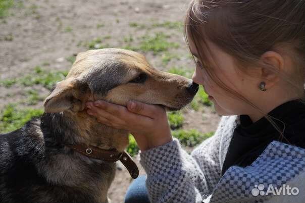 Собака стерилизованная