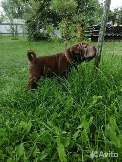 Щенок породы шарпей