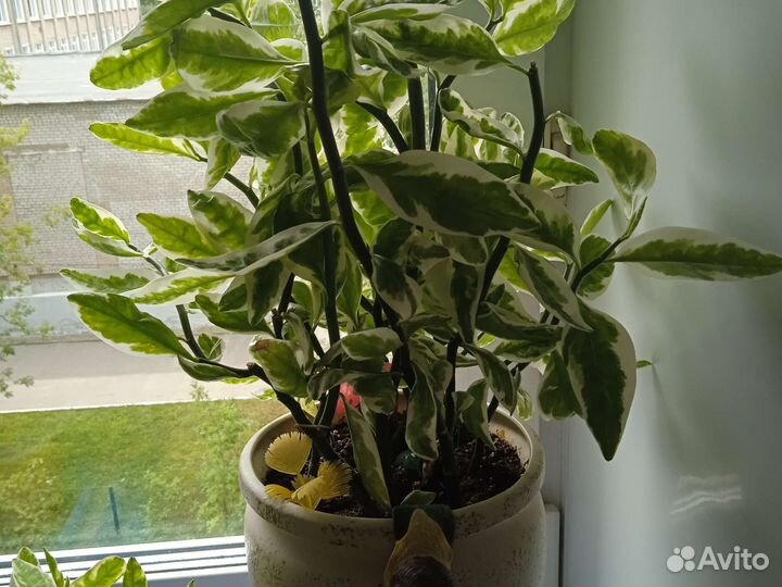 Педилантус похож на фикус