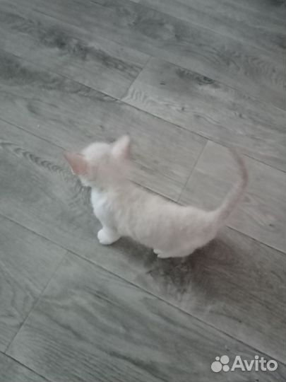 Донской сфинкс котята