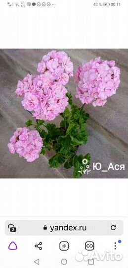 Пеларгония коллекционная