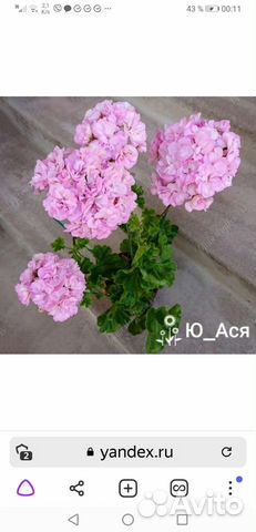 Пеларгония коллекционная