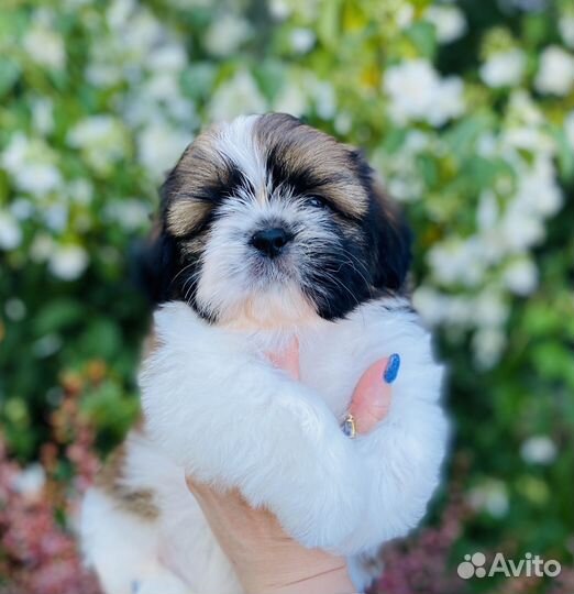 Ши-тцу мальчик