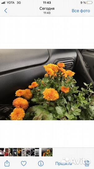 Хризантема