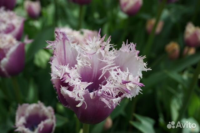 Луковицы тюльпана Purple Circus