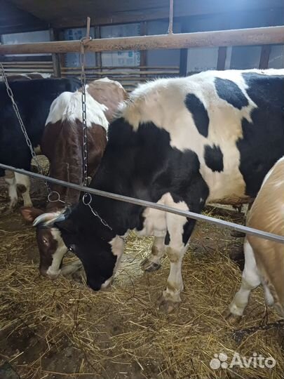 Бычьки, на мясо