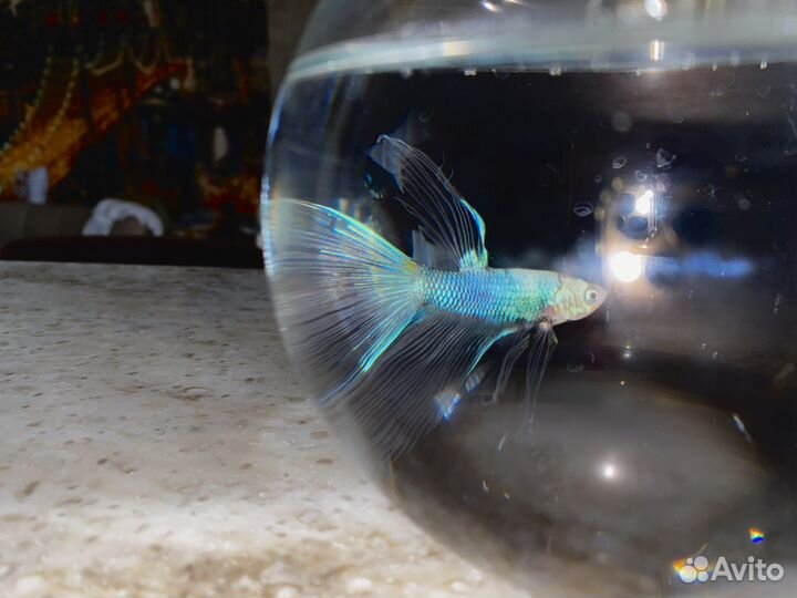 Рыбка петушок с аквариумом