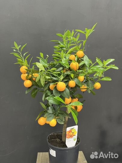 Цитрусовое дерево